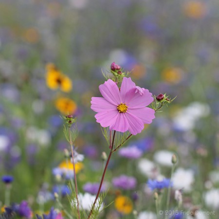 Belle Île, Bretagne